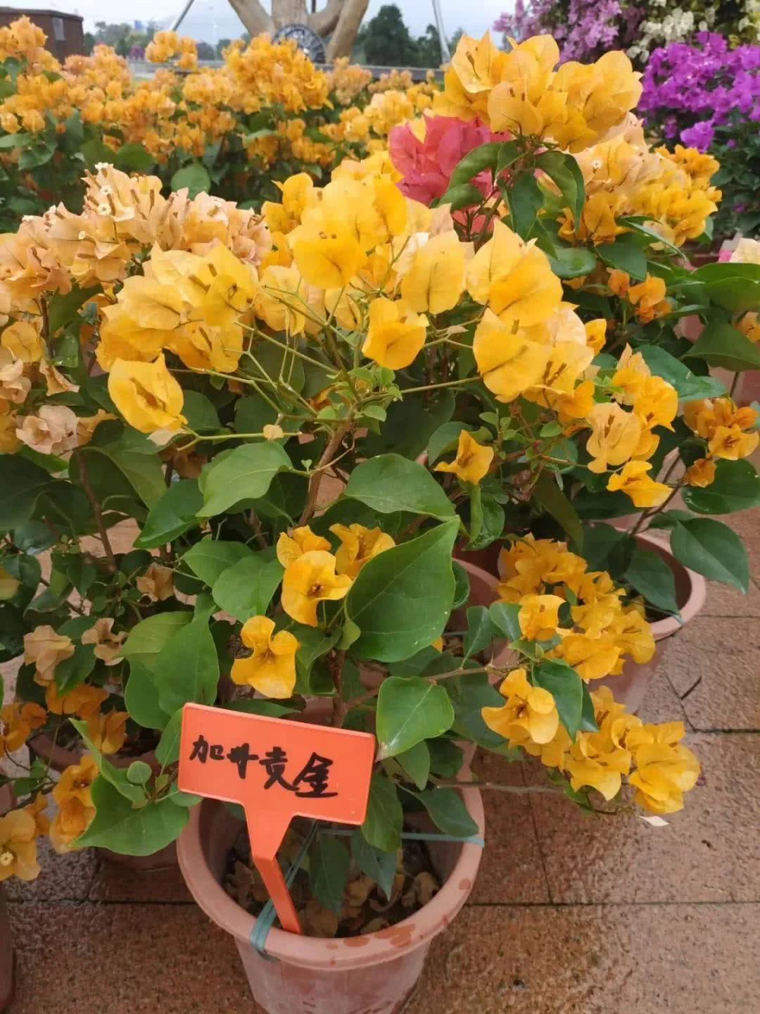 龙海论坛11.jpg